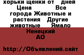 хорьки щенки от 35дней › Цена ­ 4 000 - Все города Животные и растения » Другие животные   . Ямало-Ненецкий АО